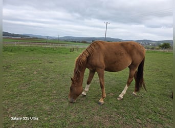 Weitere Warmblüter, Stute, 2 Jahre, 167 cm, Fuchs