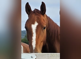 Weitere Warmblüter, Stute, 2 Jahre, 167 cm, Fuchs