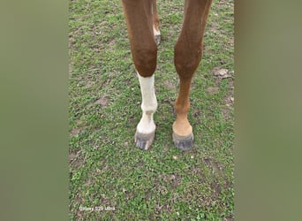 Weitere Warmblüter, Stute, 2 Jahre, 167 cm, Fuchs