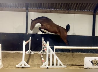 Weitere Warmblüter, Stute, 2 Jahre, 170 cm, Brauner