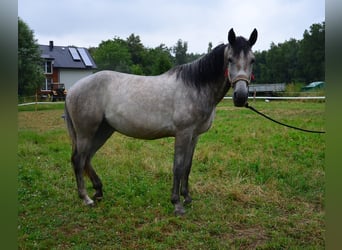 Weitere Warmblüter Mix, Stute, 2 Jahre, Schimmel