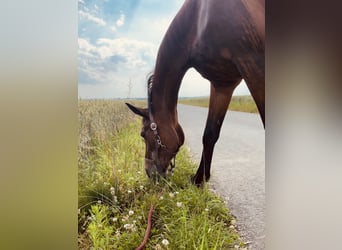 Weitere Warmblüter, Stute, 30 Jahre, 158 cm, Brauner