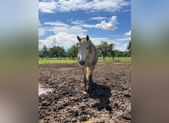 Weitere Warmblüter, Stute, 30 Jahre, 158 cm, Schimmel