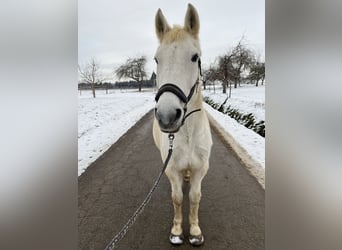 Weitere Warmblüter, Stute, 31 Jahre, 158 cm, Schimmel