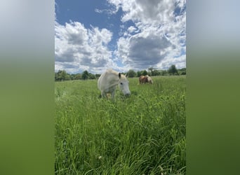 Weitere Warmblüter, Stute, 31 Jahre, 158 cm, Schimmel