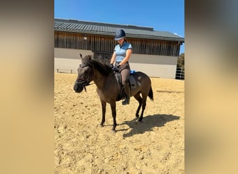 Weitere Warmblüter, Stute, 3 Jahre, 138 cm