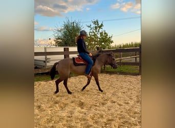 Weitere Warmblüter, Stute, 3 Jahre, 138 cm