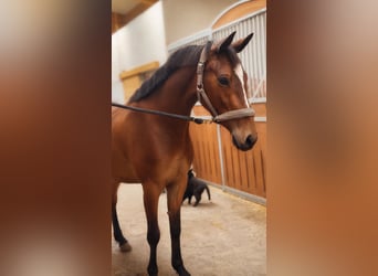 Weitere Warmblüter, Stute, 3 Jahre, 148 cm, Brauner