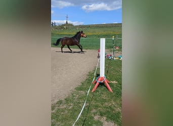 Weitere Warmblüter Mix, Stute, 3 Jahre, 152 cm, Brauner
