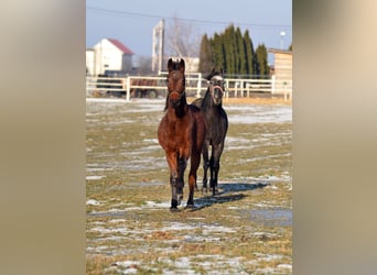 Weitere Warmblüter, Stute, 3 Jahre, 155 cm, Blauschimmel