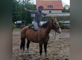 Weitere Warmblüter, Stute, 3 Jahre, 155 cm, Brauner