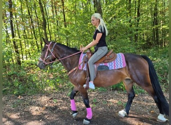 Weitere Warmblüter, Stute, 3 Jahre, 156 cm, Brauner