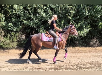 Weitere Warmblüter, Stute, 3 Jahre, 156 cm, Brauner