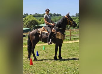 Weitere Warmblüter, Stute, 3 Jahre, 156 cm, Rappe