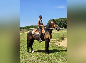 Weitere Warmblüter, Stute, 3 Jahre, 156 cm, Rappe