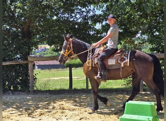 Weitere Warmblüter, Stute, 3 Jahre, 156 cm, Rappe