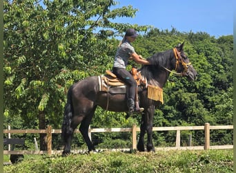 Weitere Warmblüter, Stute, 3 Jahre, 156 cm, Rappe