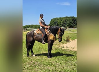 Weitere Warmblüter, Stute, 3 Jahre, 156 cm, Rappe
