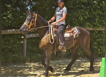Weitere Warmblüter, Stute, 3 Jahre, 156 cm, Rappe