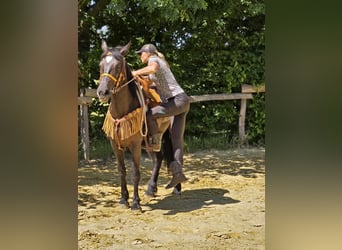 Weitere Warmblüter, Stute, 3 Jahre, 156 cm, Rappe