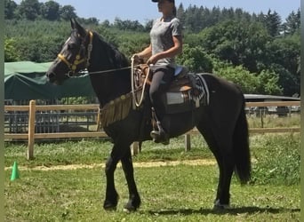 Weitere Warmblüter, Stute, 3 Jahre, 156 cm, Rappe