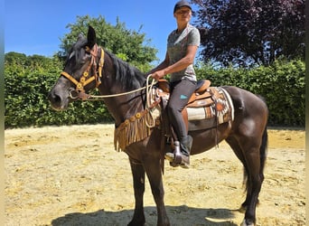 Weitere Warmblüter, Stute, 3 Jahre, 156 cm, Rappe