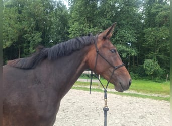 Weitere Warmblüter Mix, Stute, 3 Jahre, 157 cm