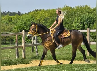 Weitere Warmblüter, Stute, 3 Jahre, 158 cm, Brauner