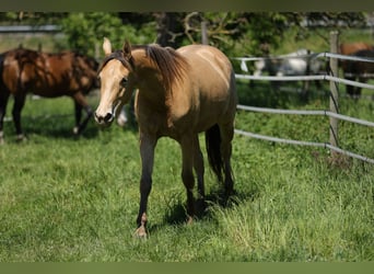 Weitere Warmblüter, Stute, 3 Jahre, 158 cm, Champagne
