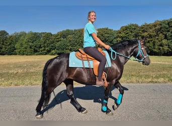 Weitere Warmblüter, Stute, 3 Jahre, 158 cm, Rappe
