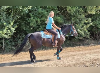Weitere Warmblüter, Stute, 3 Jahre, 158 cm, Rappe