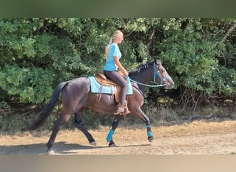 Weitere Warmblüter, Stute, 3 Jahre, 158 cm, Rappe