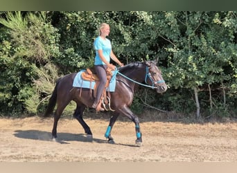 Weitere Warmblüter, Stute, 3 Jahre, 158 cm, Rappe