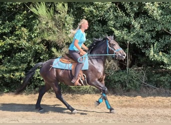 Weitere Warmblüter, Stute, 3 Jahre, 158 cm, Rappe