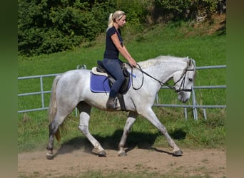 Weitere Warmblüter Mix, Stute, 3 Jahre, 160 cm, Schimmel