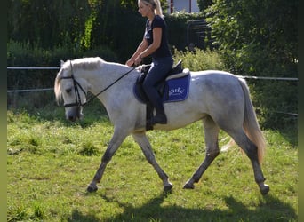Weitere Warmblüter Mix, Stute, 3 Jahre, 160 cm, Schimmel