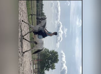 Weitere Warmblüter, Stute, 3 Jahre, 160 cm, Tigerschecke