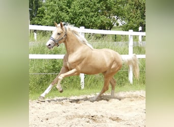 Weitere Warmblüter, Stute, 3 Jahre, 162 cm, Palomino