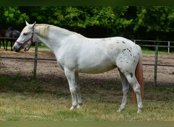 Weitere Warmblüter, Stute, 3 Jahre, 163 cm, Tigerschecke