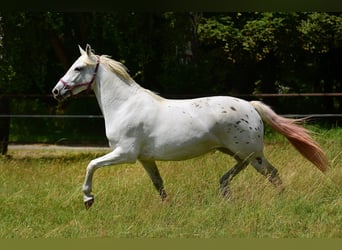 Weitere Warmblüter, Stute, 3 Jahre, 163 cm, Tigerschecke
