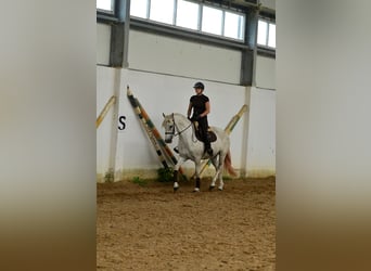 Weitere Warmblüter, Stute, 3 Jahre, 163 cm, Tigerschecke