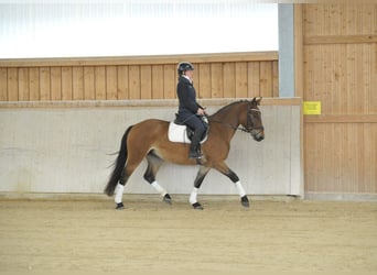 Weitere Warmblüter, Stute, 3 Jahre, 164 cm, Hellbrauner