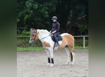 Weitere Warmblüter, Stute, 3 Jahre, 164 cm, Schecke