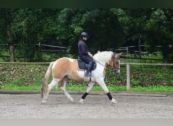 Weitere Warmblüter, Stute, 3 Jahre, 164 cm, Schecke