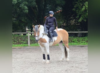 Weitere Warmblüter, Stute, 3 Jahre, 164 cm, Schecke