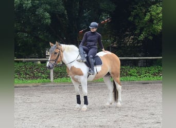 Weitere Warmblüter, Stute, 3 Jahre, 164 cm, Schecke
