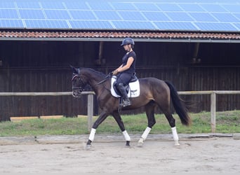 Weitere Warmblüter, Stute, 3 Jahre, 164 cm, Schwarzbrauner
