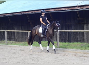 Weitere Warmblüter, Stute, 3 Jahre, 164 cm, Schwarzbrauner