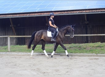 Weitere Warmblüter, Stute, 3 Jahre, 164 cm, Schwarzbrauner