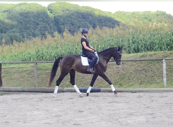 Weitere Warmblüter, Stute, 3 Jahre, 164 cm, Schwarzbrauner